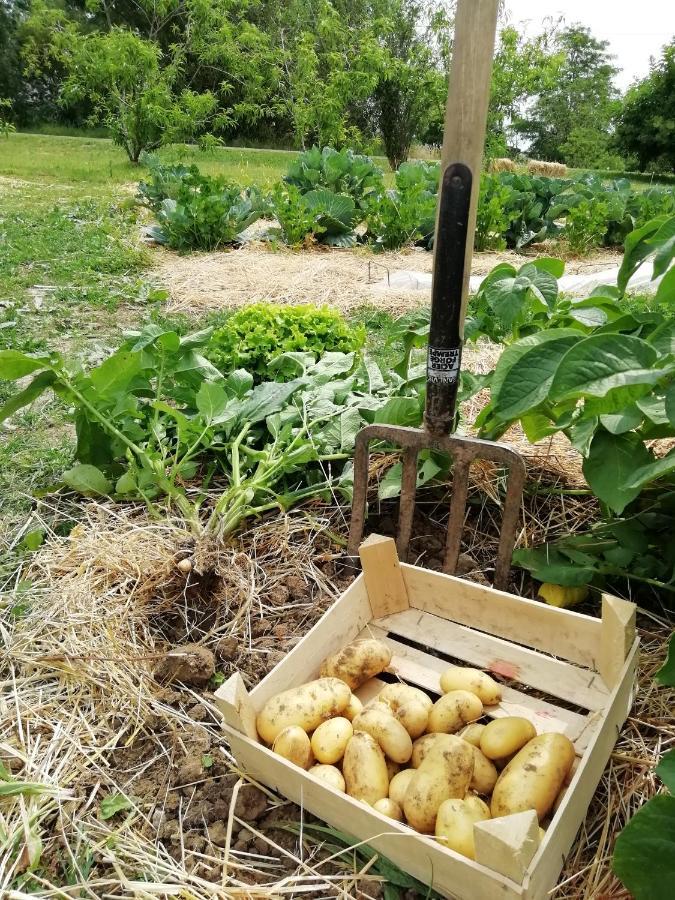 La Planche Princee, Chambres D'Hotes Ecolo Et Potager Bio, Sauna Les Rosiers-sur-Loire Экстерьер фото