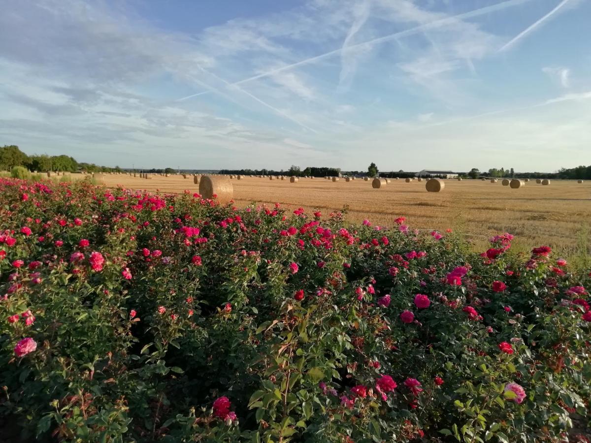 La Planche Princee, Chambres D'Hotes Ecolo Et Potager Bio, Sauna Les Rosiers-sur-Loire Экстерьер фото